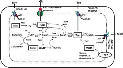 Deciphering the Role of Trehalose in Tripartite Symbiosis Among Rhizobia, Arbuscular Mycorrhizal Fungi, and Legumes for Enhancing Abiotic Stress Tolerance in Crop Plants